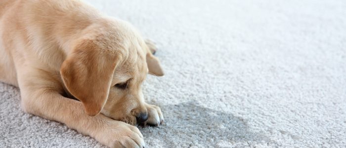 Hundewelpe liegt auf einem Teppich neben einem Fleck