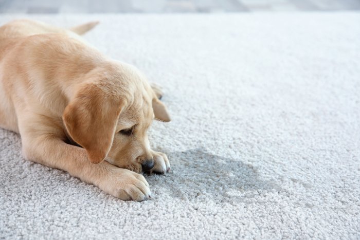 Hundewelpe liegt auf einem Teppich neben einem Fleck