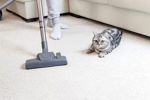 Ein Staubsauger und eine Katze auf einem Teppich